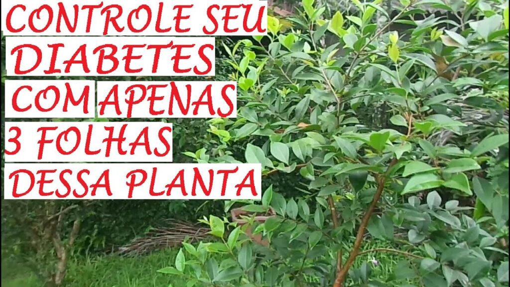 Ferva esta folha e controle sua diabete